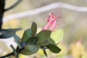 Australian Plants Proteaceae